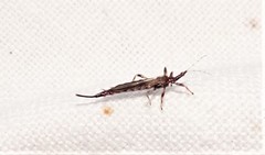 Idolothrips spectrum