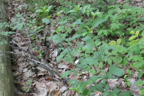 White atractylodes