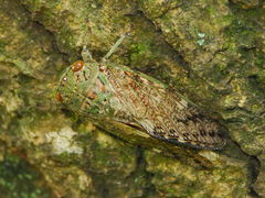 Dyticopycna semiclara