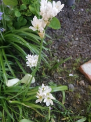 Allium neapolitanum
