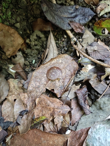 Aegista gerlachi