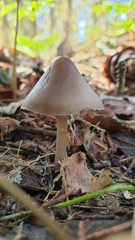Mycena plumipes