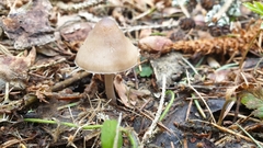 Mycena plumipes