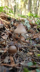 Mycena plumipes