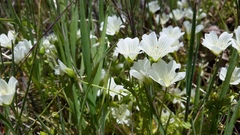 Limnanthes
