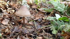 Mycena plumipes