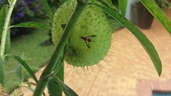 Didacus ciliatus