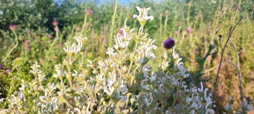 Mediterranean sage