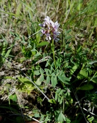 Astragalus distortus
