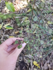 Coprosma spathulata spathulata