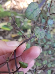 Coprosma spathulata spathulata