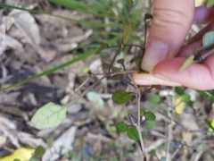 Coprosma spathulata spathulata