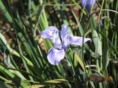 Iris macrosiphon