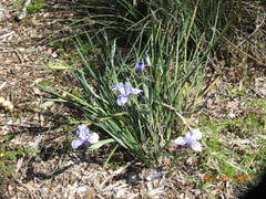 Iris macrosiphon