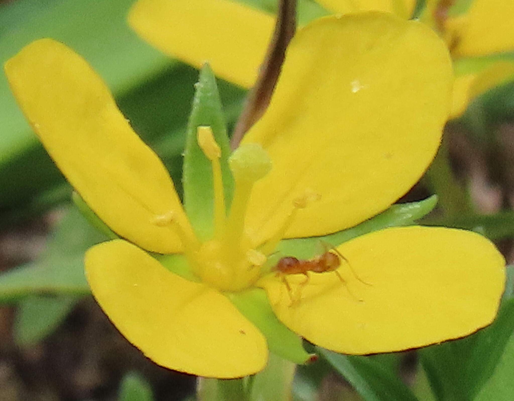 Imagem de Ludwigia arcuata