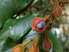 Mischocarpus lachnocarpus