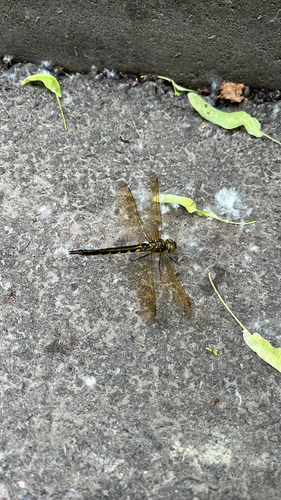 Yellow-spotted Emerald