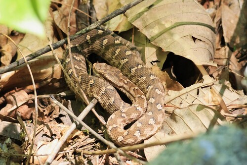 Gloydius changdaoensis