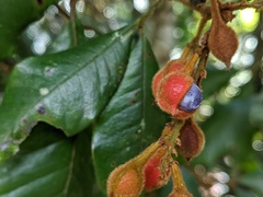 Mischocarpus lachnocarpus