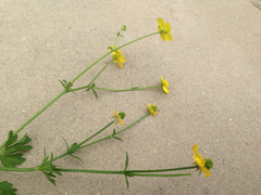 Ranunculus