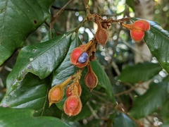 Mischocarpus lachnocarpus