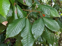 Mischocarpus lachnocarpus