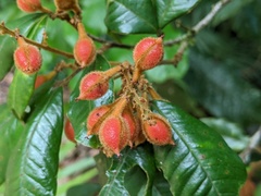 Mischocarpus lachnocarpus