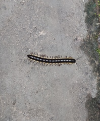 Asiomorpha