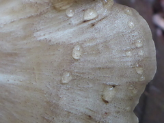 Favolus acervatus