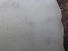 Favolus acervatus