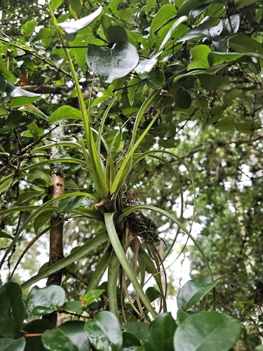Tillandsia polystachia, photograph 3