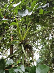 Tillandsia polystachia, photograph (c) Celso Henrique Varela Rios, some rights reserved (CC BY)