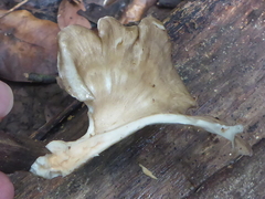 Favolus acervatus