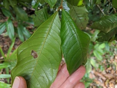 Mischocarpus lachnocarpus