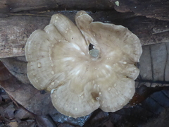Favolus acervatus