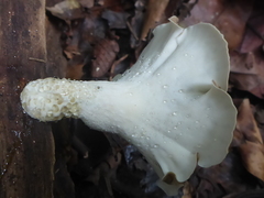 Favolus acervatus