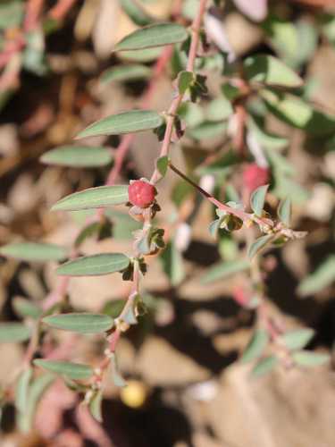 Phyllanthus maderaspatensis L.