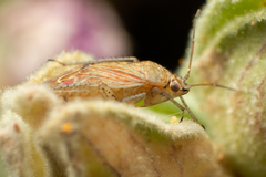 Pachyxyphus lineellus