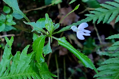 Impatiens hochstetteri, photograph 3