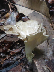 Favolus acervatus