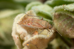 Pachyxyphus lineellus