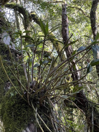 Blotched Cane Orchid