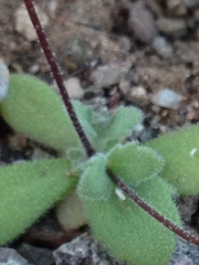 Tomostima cuneifolia