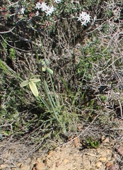 Albuca acuminata