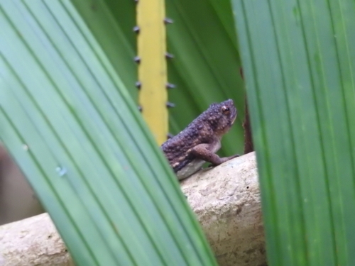 Pseudobufo subasper observed 2026-06-16