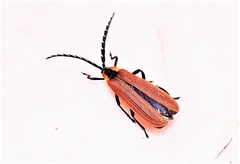 Trichalus ampliatus