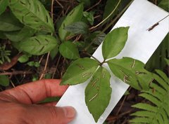 Causonis japonica