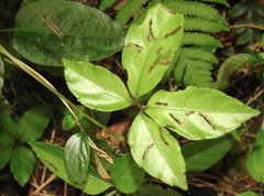 Causonis japonica