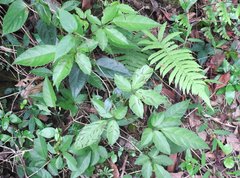Causonis japonica