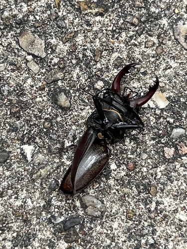 European Stag Beetle